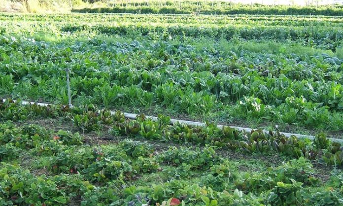 Can organic farming work