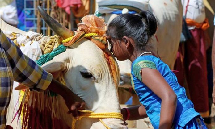 Cow hug day