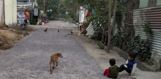 Dog-attack-on-child-hyderab