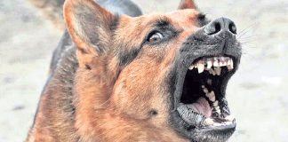 Complaints to GHMC about the menace of stray dogs