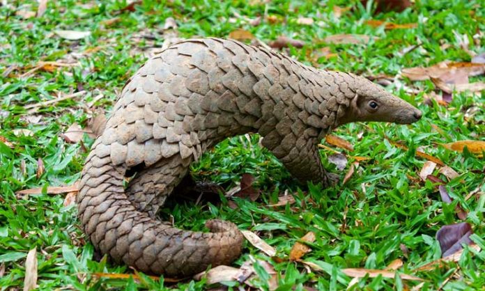 Pangolin used for medicine