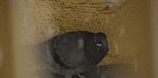 Pigeon letter delivery