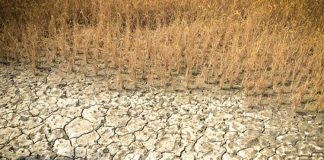 Soil salinization is threat
