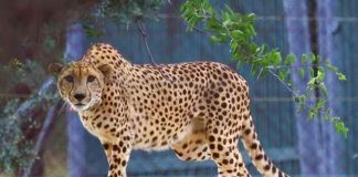 Twelve cheetahs arrived in Madhya Pradesh