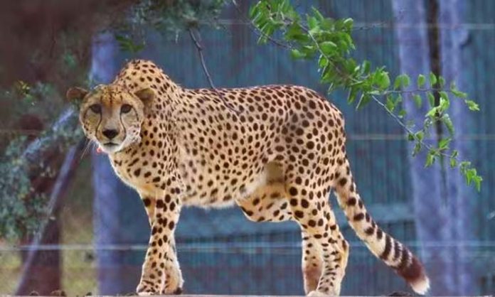 Twelve cheetahs arrived in Madhya Pradesh