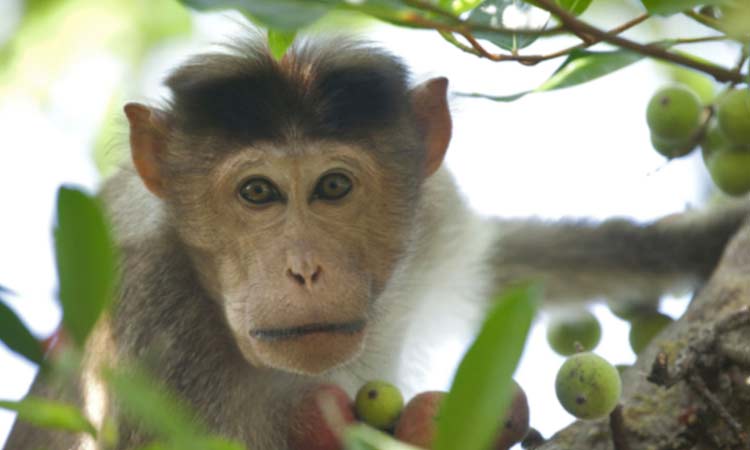 Baby attacked by monkeys at Mahabubabad