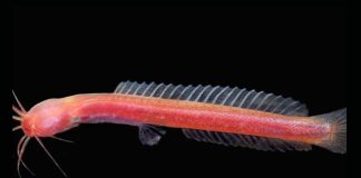 Researchers find new subterranean catfish species