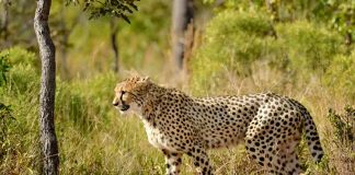 12 more Cheetahs will come to India on Feb 18