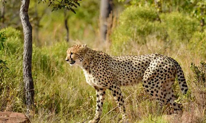 Cheetah Spotted at Tirumala steps way