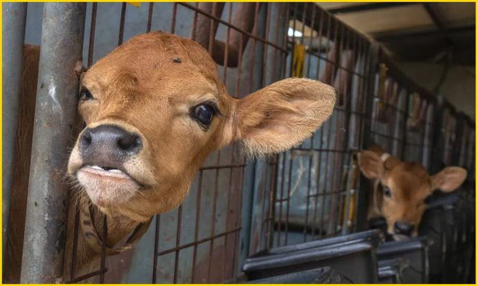 china cloning super cows