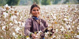 Cotton farmers in india
