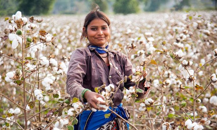 Cotton farmers in india