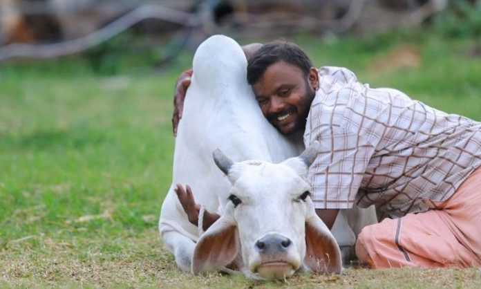 Cow hug day