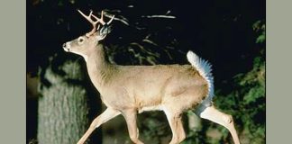 White-tailed deer as a virus reservoir