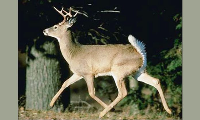 White-tailed deer as a virus reservoir