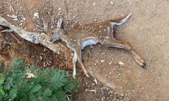 Deer dead in Jatayuvu Urban Park