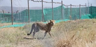 First meal for 12 cheetahs in Kuno Park