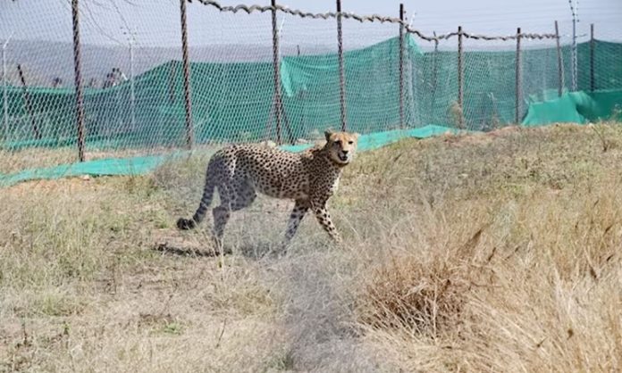 First meal for 12 cheetahs in Kuno Park