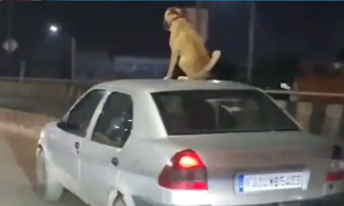 Dog on Car viral video in Bengaluru