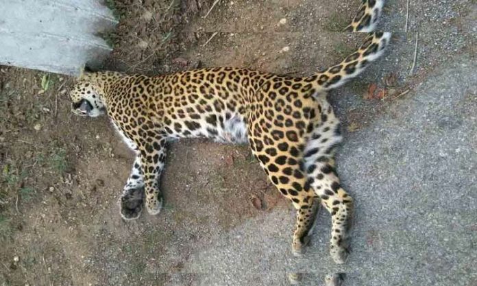 leopard dead in Road accident