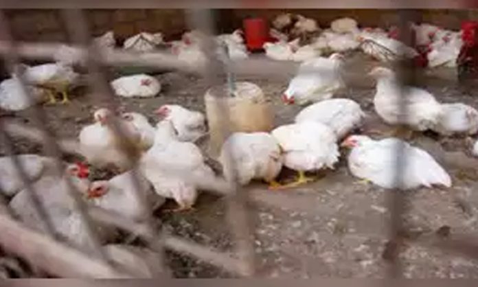 Bird flu in Jharkhand