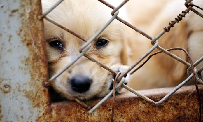 South Korean killed 1000 dogs