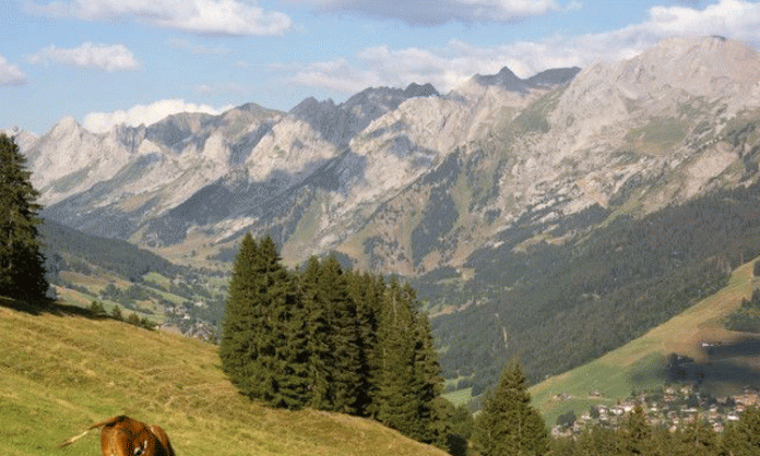 Mountain forests are being lost