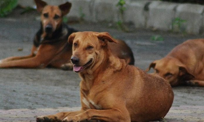 Two brothers sacrificed to stray dogs in Delhi