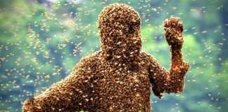 honey bee attack on brothers in mahabubabad