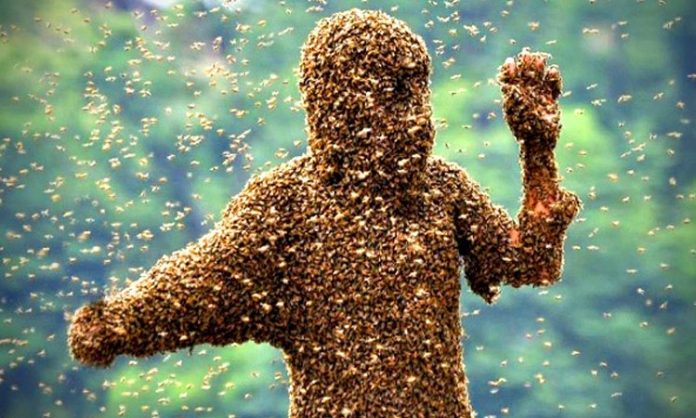 honey bee attack on brothers in mahabubabad
