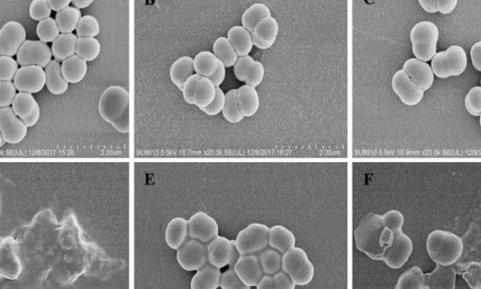 IIT Roorkee new antibacterial molecule IITR00693