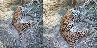 Leopard found in dumping yard in Nalgonda