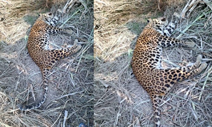 Leopard found in dumping yard in Nalgonda