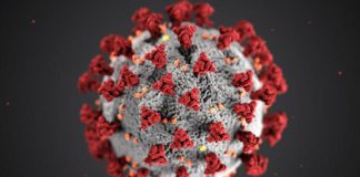New data links COVID-19 origins