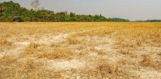 Pollution doubles with paddy cultivation