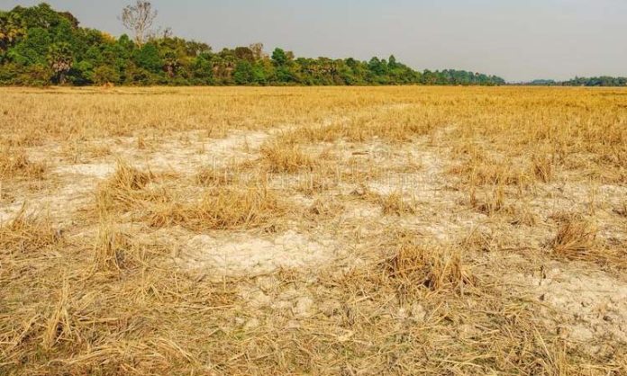 Pollution doubles with paddy cultivation