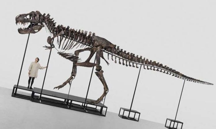 Tyrannosaurus-Rex skeleton sale in April
