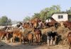 Political rallies in which animals are sacrificed