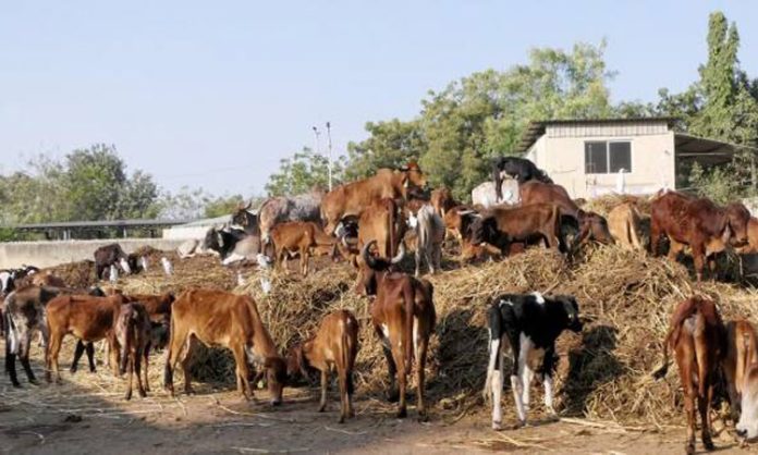 Political rallies in which animals are sacrificed