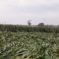 Reports on Yasangi crop damage are ready