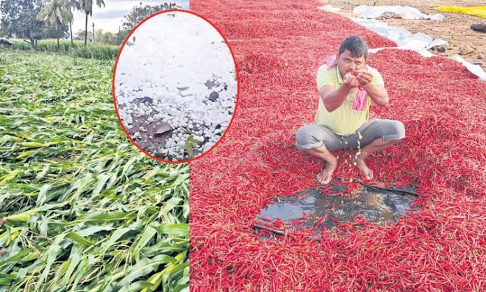 Crops damaged with Unseasonal rain