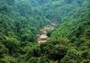 Forest essay in telugu