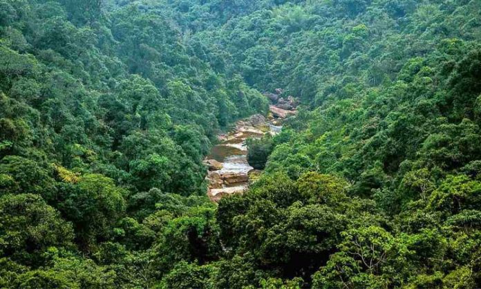 Forest essay in telugu