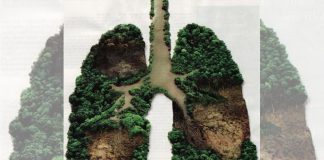 forest lungs of environment