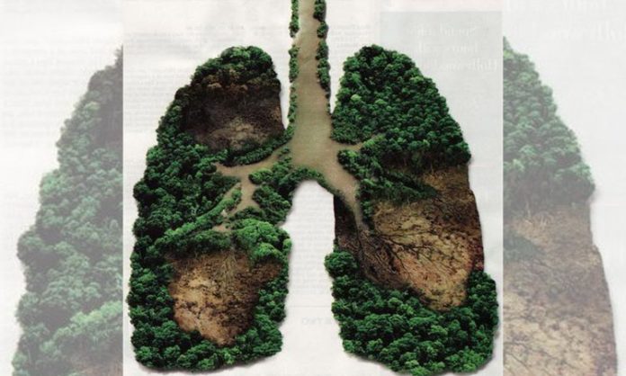 forest lungs of environment