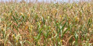 70 acres of maize crop has dried up