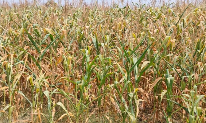 70 acres of maize crop has dried up