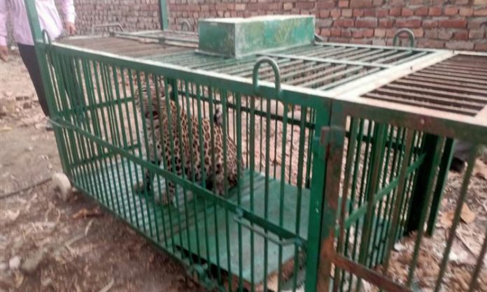Leopard trapped on ITI campus