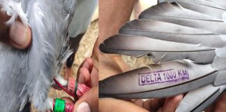Pigeon with code