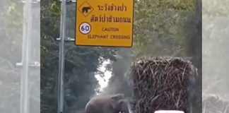 Elephant on Highway